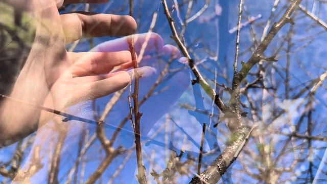 Осипаюттся бруньки абрикос: яка причина ? Осипаюттся б смотреть онлайн