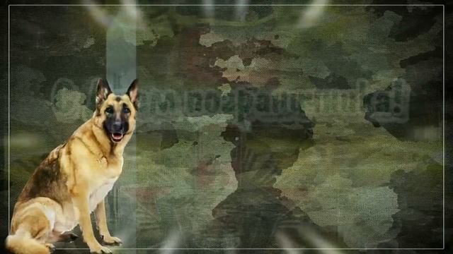 С ДНЕМ ПОГРАНИЧНИКА!