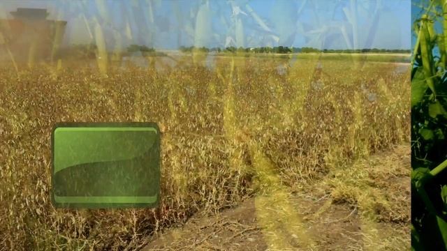Насіння гороху "Мадонна" смотреть онлайн
