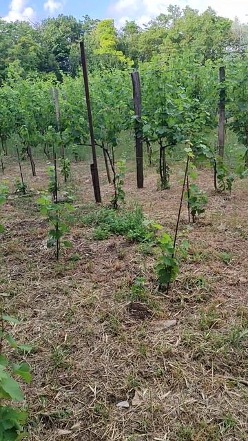 Рислинг 24г #сад#виноград