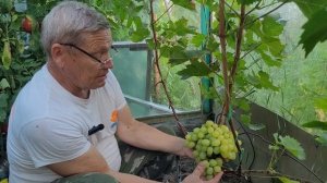 Виноград Аркадия. Обзор сорта