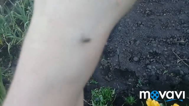 Денёк комарик тролль(юмор) смотреть онлайн