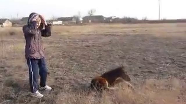 Смешной жеребенок падает на спину смотреть онлайн