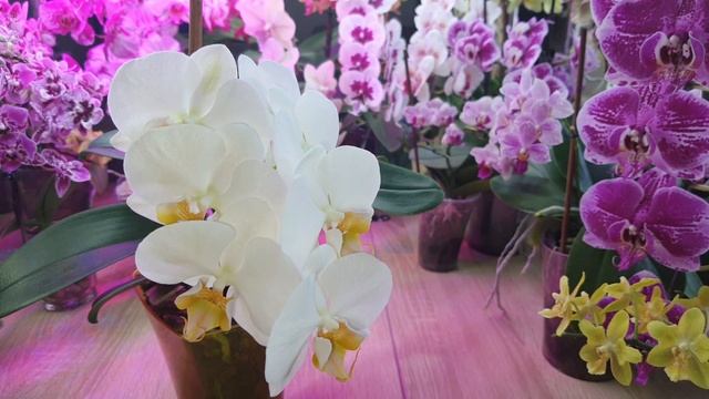 Орхидея Phalаenopsis Anthura Darwin #Цветение 2024 смотреть онлайн