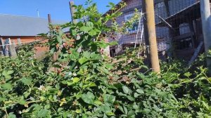 Ежевика Глория,8.07.2024,пробуем на вкус