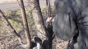 Омолаживание старых деревьев. Спиливаем старую вишню