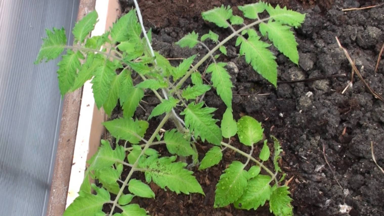 Высадка рассады в грунт. Пошаговая инструкция. Полезные советы опытных огородников смотреть онлайн