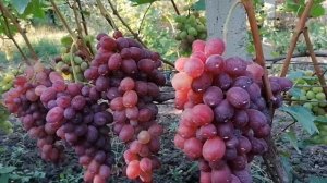 Виноград Огненный(Калугин В.М.) виноградник Король В. Н