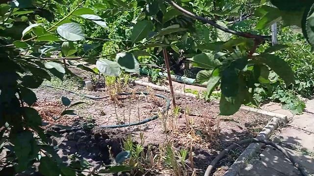 Дача, вкусная крупная ВИШНЯ закончилась жаль...Бердянс смотреть онлайн