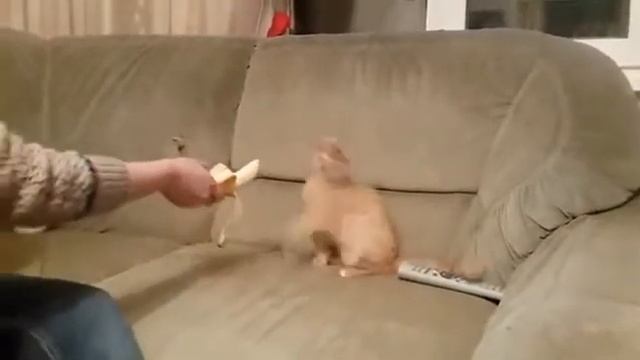 Кошки боятся банана
