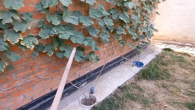 Виноград без болезней,это важно,моя схема обработок. Ч смотреть онлайн