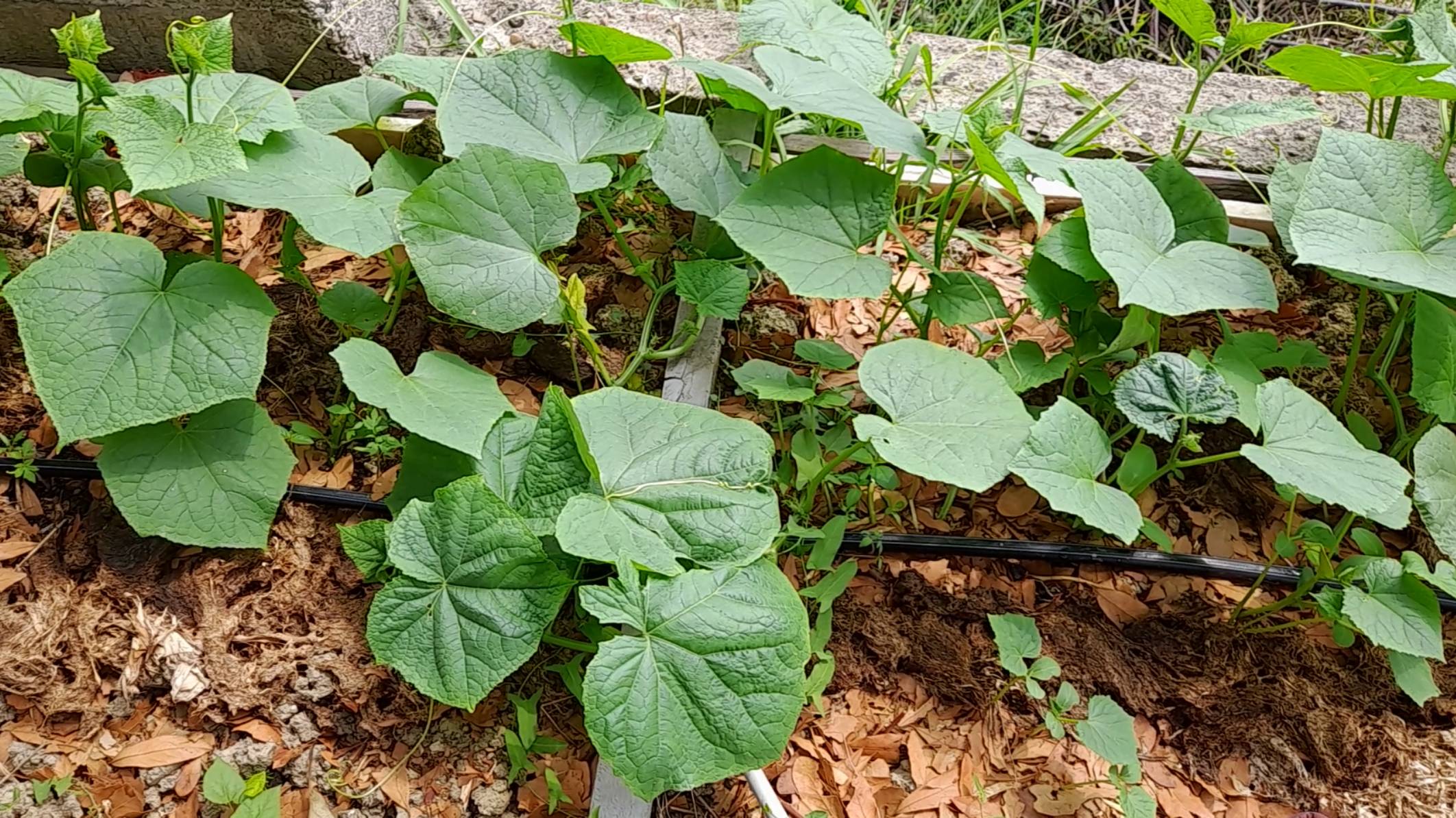Оптимальные сроки когда можно сажать огурцы, кабачки и тыквы смотреть онлайн