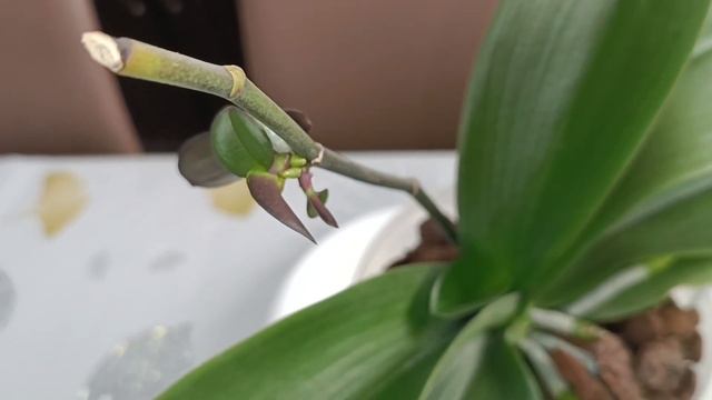 Можно ли отсоединять детку с одним корнем?!🌿🌺