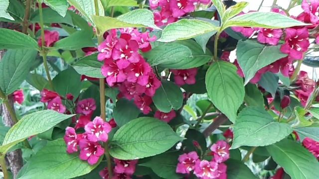 Музыка цветов 4к