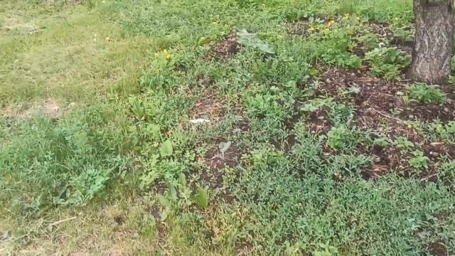 Раньше срока созрел абрикос. Сад Тоторова В.