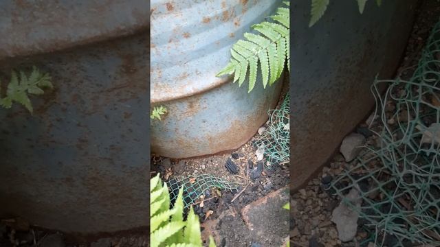 Розы Лиа Тату и Розариум Ютерсен смотреть онлайн