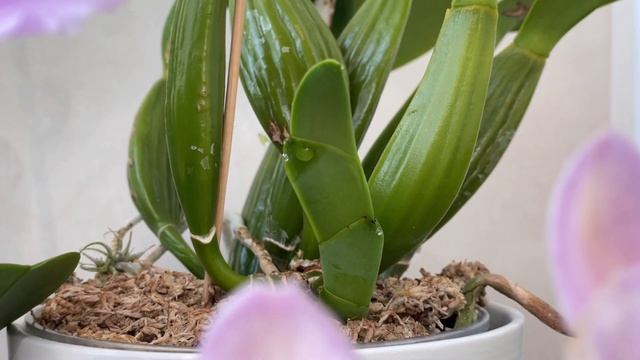 Майские цветения- Сattleya mossiae, Laelia jongheana & Phalaenopsis. смотреть онлайн