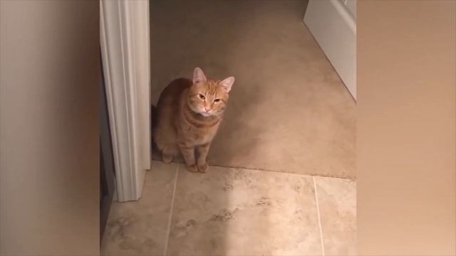 😺 Говорящие котики! Тест на психику 🤪! Лучшие приколы 2020 😂! смотреть онлайн
