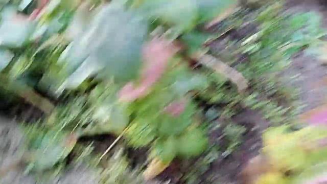 ЯК ВИВЕСТИ ПОРТУЛАК З ДІЛЯНКИ ДІЄВИЙ СПОСІБ 💪 НАМ ДОП смотреть онлайн