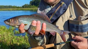 Лето-нахлыст-хариус. Гнутышъ-нимфинг.