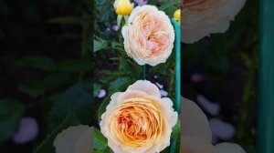 Розы Карамель Антик, Романтик Антик и Пейшенс. Подмоск