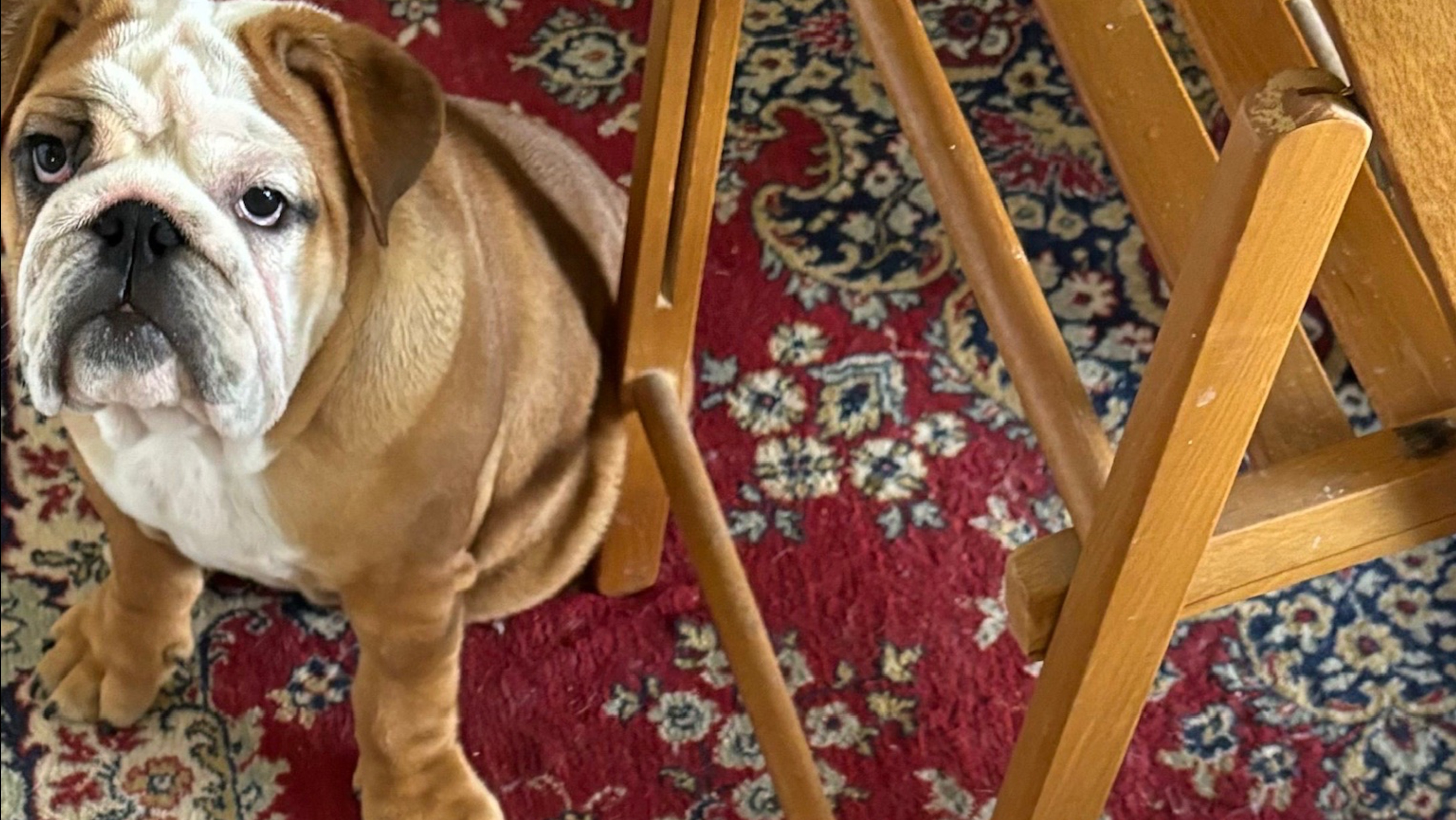 Английские бульдоги: рыженькая Эльза и белый с тигровыми ушками Гарри