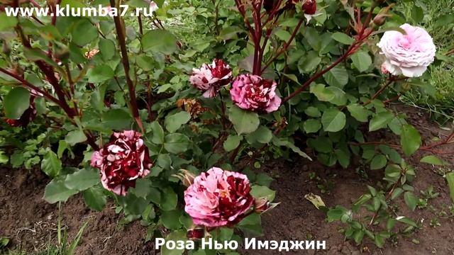 🌹 Розы необычные, для яркого акцента! Розы, от которой