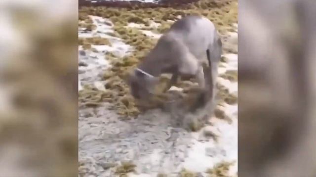 Самые смешные видео 2020 года до слёз смотреть онлайн