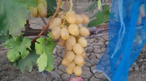 ГФ ВИНОГРАДА ФАНТАЗЁР (КАЛУГИН В.М.). ТЕЛ: 8989 538 12 89 (Ватс?