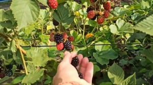 💁 Как я выращиваю ЕЖЕВИКУ с весны до осени 😊