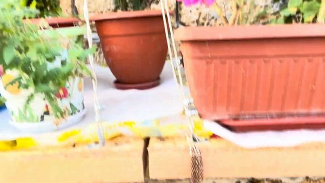 КАК МОИ ЦВЕТЫ ПЕРЕНЕСЛИ МОРОЗ ДО -7 ?! И ОБЗОР НА 18 декаб?