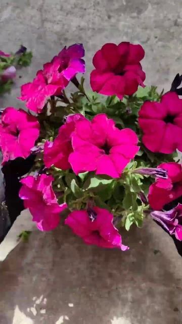 Сделайте это с петунией #петуния#стрижкапетунии#какфо смотреть онлайн