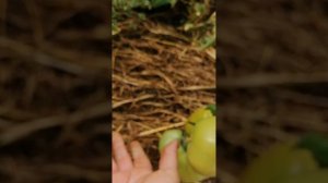 Томат сортв,, Американский супергигант,,