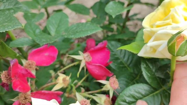 Vlog-240. 4-часть в гостях у питомника ОЛЬГА-РОЗЫ. Смотрим с