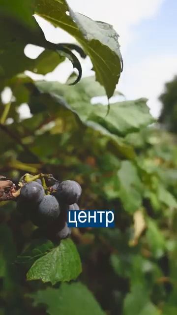 В России строят первый в мире Винный Город смотреть онлайн