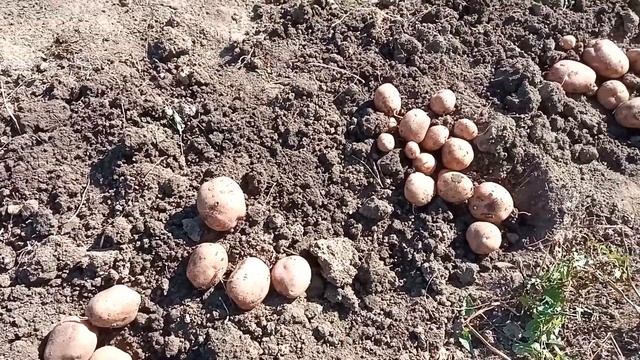 КАРТОФЕЛЬ ИРБИТСКИЙ смотреть онлайн