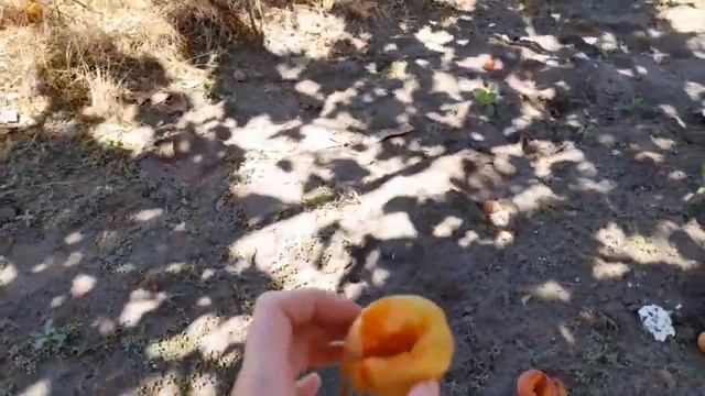 Новий Абрикосовий жук!!!Як спасти абрикос?