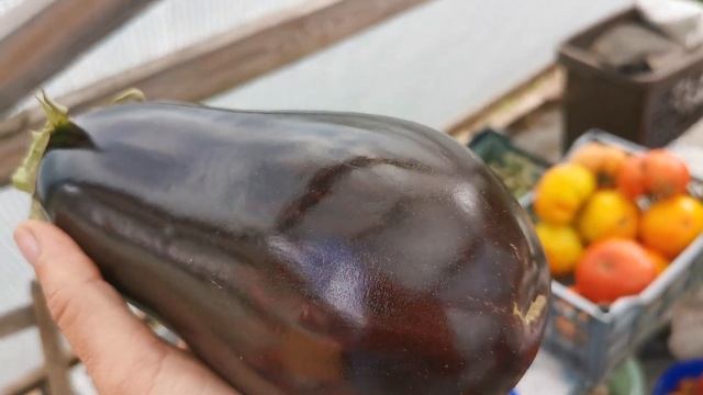 Обзор сортов и гибридов САМЫХ ЛУЧШИХ БАКЛАЖАН смотреть онлайн