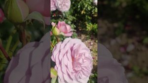 Роза Lady Perfume Парфюм Леди