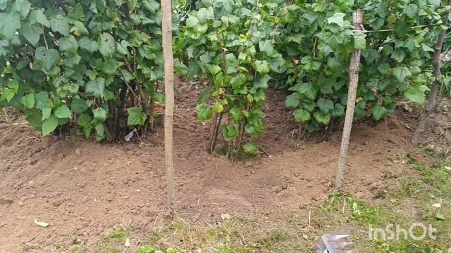 Уход за смородиной, половина дня прошло, 26.07.24 смотреть онлайн