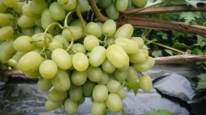 Виноград Дарья, 2024