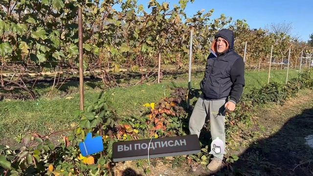 КАК ОБРЕЗАТЬ ЕЖЕВИКУ? Подробное видео. смотреть онлайн