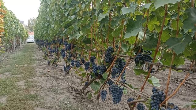 Каберне Совіньон готовий до виготовлення вина! смотреть онлайн