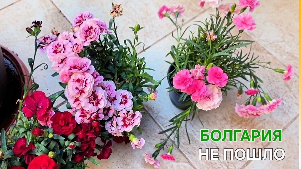 Болгария | Единственный вариант | Меняю смотреть онлайн