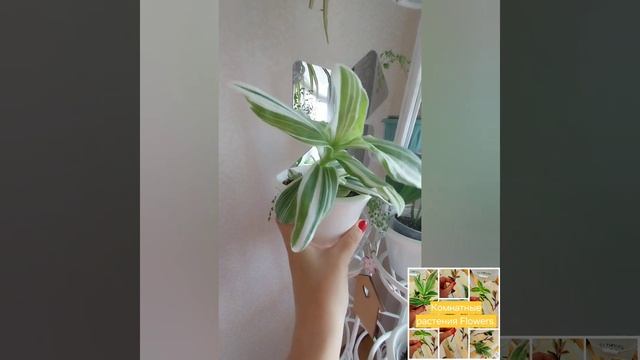 Традесканция. Прекрасное, красивое комнатное растени?