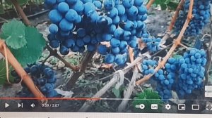 Лучшие темные технические сорта винограда