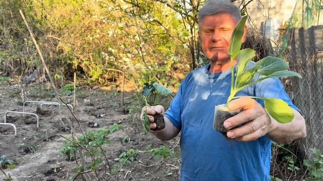 Брокколи не растет? Возможно вы упустили важный нюанс!