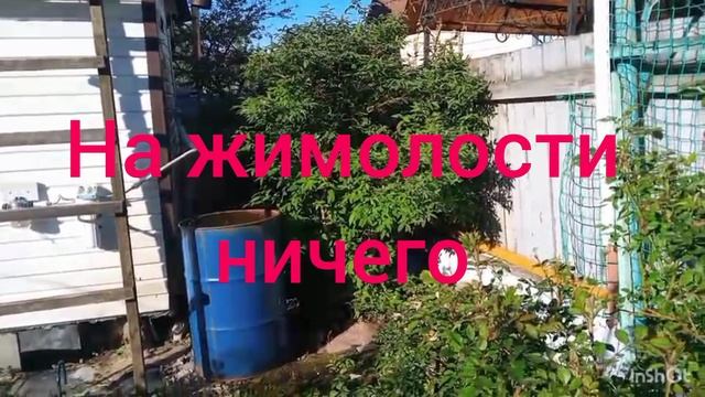 Пионы пошли смотреть онлайн