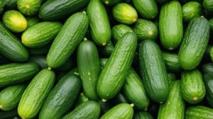 Огурцы Эстафета f1 урожайность и устойчивость к болезням - Овощи