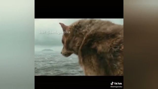 ЦИТАТЫ ВОЛКА ИЗ ТИКТОКА #4! АУФ! БЕРЛОГА ВОЛКА! смотреть онлайн